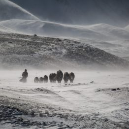Mongolia experiences four very distinct seasons. Each has its positives and challenges. Winter is one of the most challenging for Mongolia's herders. But, one of the most rewarding as a visitor.